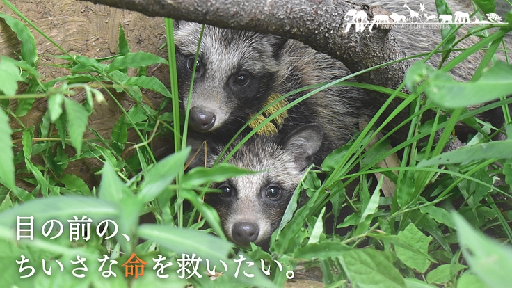 一刻を争う命と向き合うために。傷病野生鳥獣を救う医療機器の導入へ