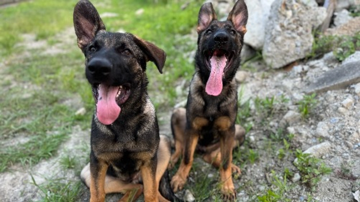 災害救助犬の候補　わんぱく兄弟！