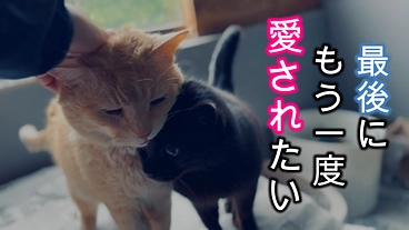 人に愛され、捨てられたシニア猫たちに最後のおうちをプレゼントしたい のトップ画像