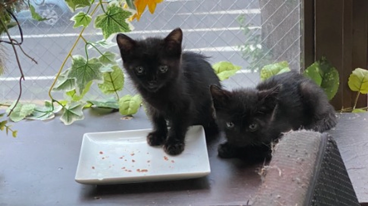 【2023年、2度目の多頭飼育崩壊現場対応 〜その１〜 】緊急レスキュー依頼