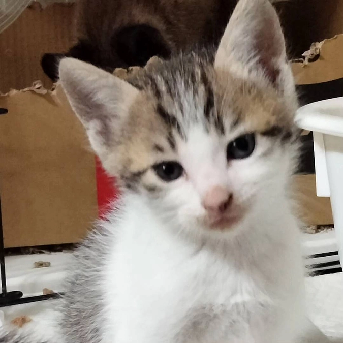 子猫たちの状況