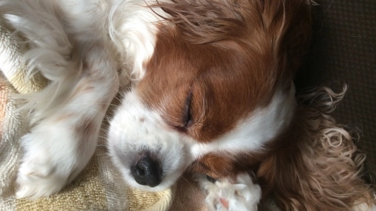 脳腫瘍のサラに手術を！みんなのセラピードッグとして活躍したい