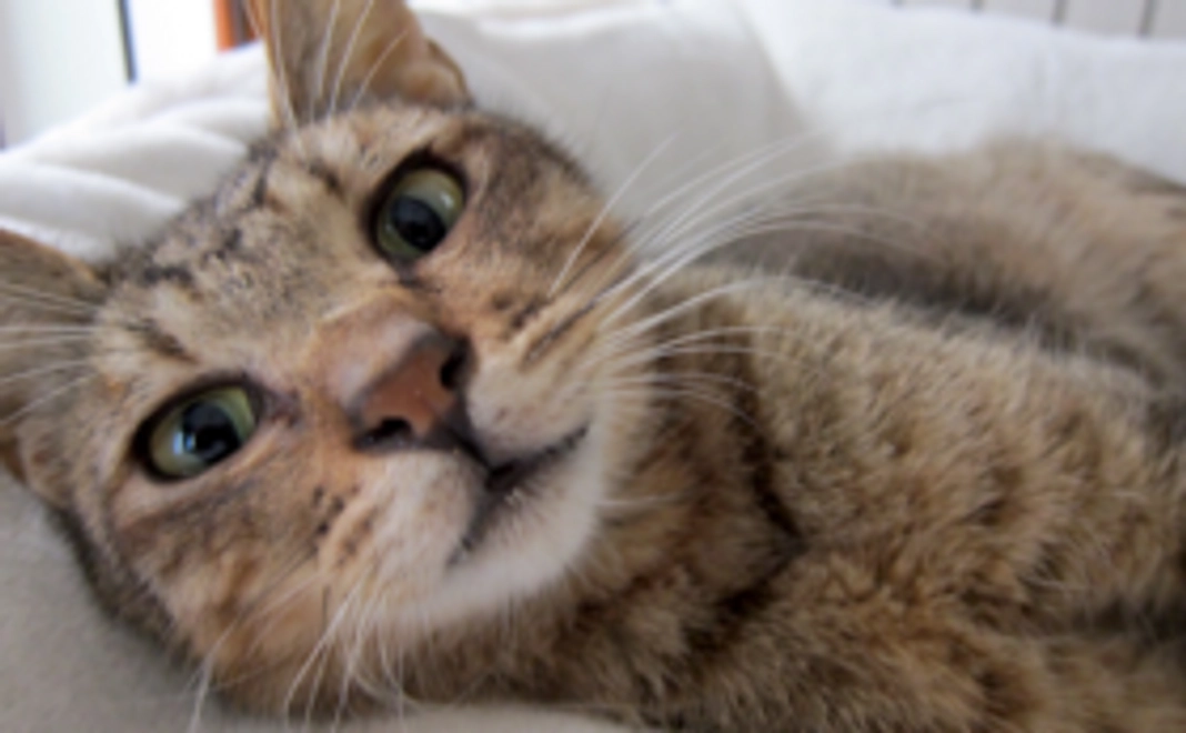 がんばれ！ルイくんコース 1000