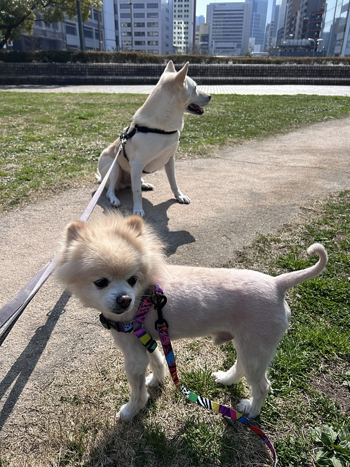 38/59 ☆ プロジェクトが成功したら…