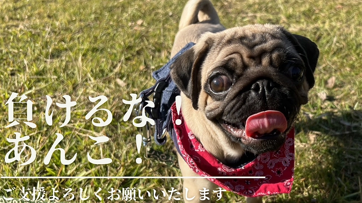 難病【先天性体循環門脈シャント】のあんこを助けてください！