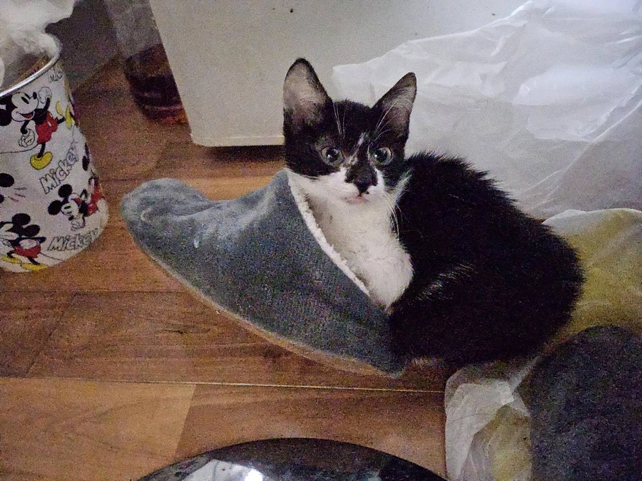 スリッパ猫　エビちゃん