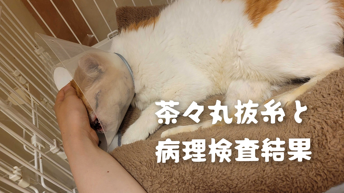 茶々丸抜糸と病理検査結果
