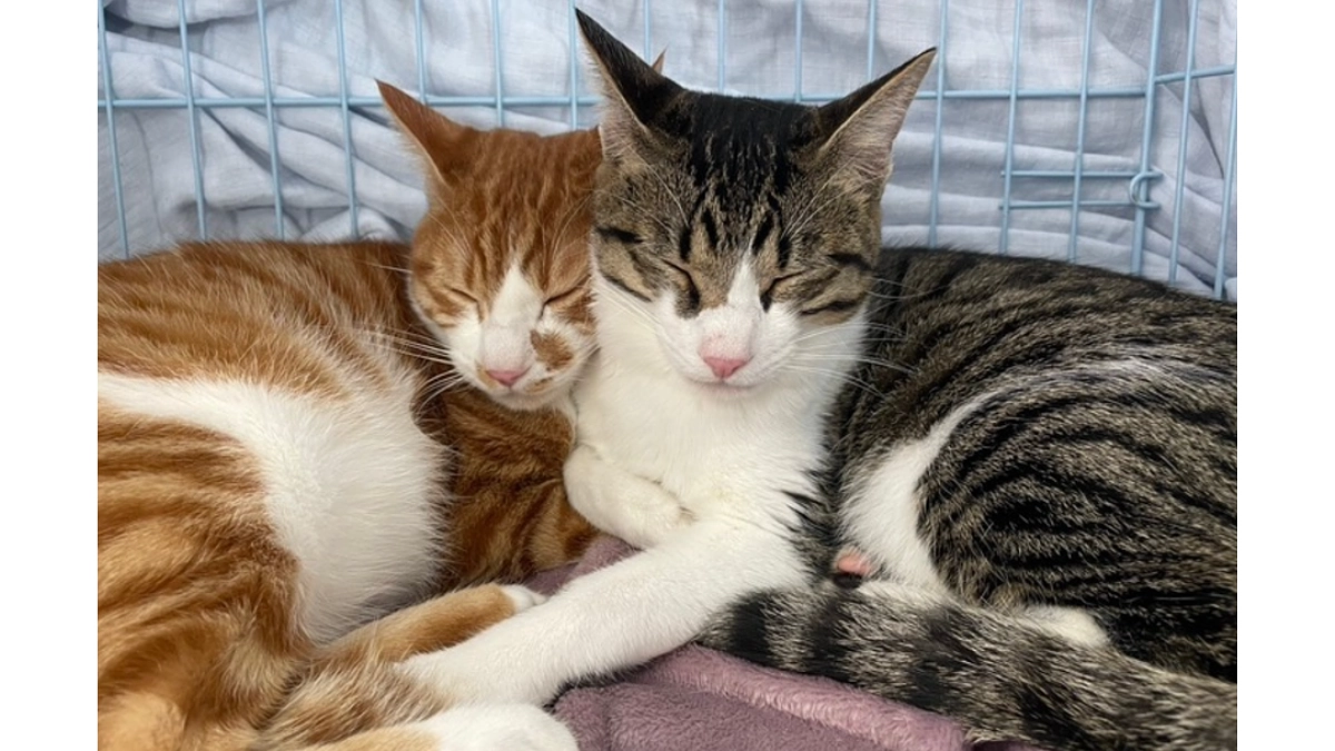 プロジェクトにかける思い。2024年、一番多い保護理由は「高齢者の急逝による行き場を失う猫」でした