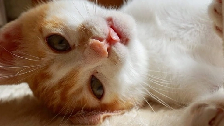 誰もが気軽に犬猫の相談ができる保護猫サロンとシェルターを！