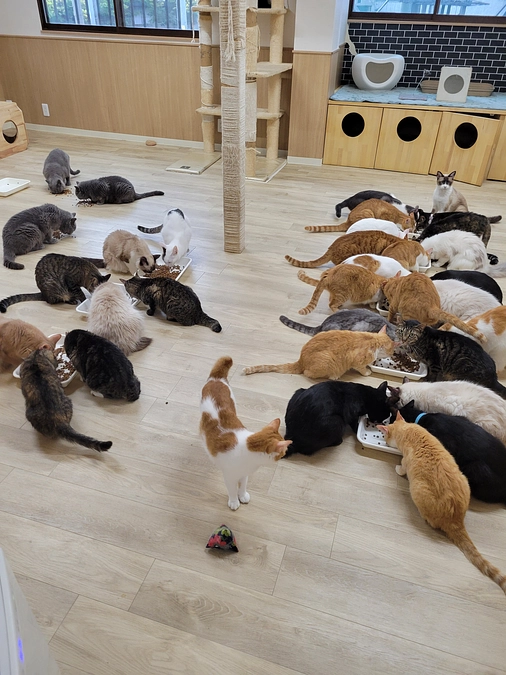 元気になって帰ってきます。