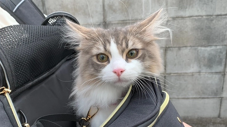 【FIP闘病中】りむの治療にどうかご協力いただけないでしょうか