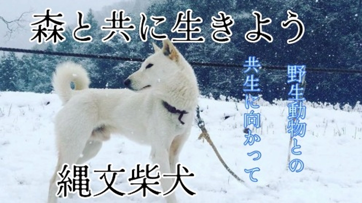 コダマノモリの野生動物との共生方法