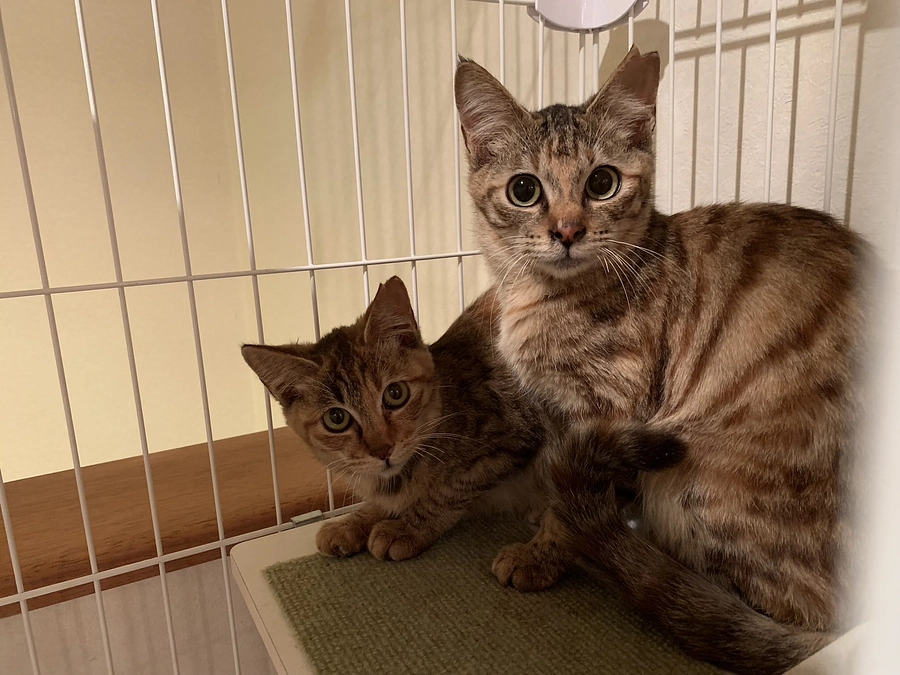 にこ＆おこ　今週末に譲渡会デビューします！