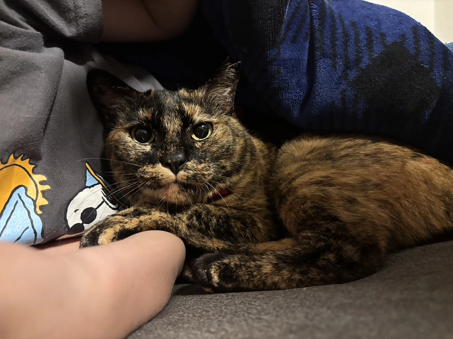 譲渡ボランティアリーダー　阪本紀子さんからの応援メッセージ