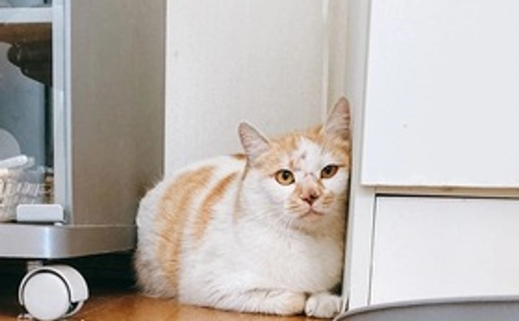 猫たちの近況報告と感謝のメール1