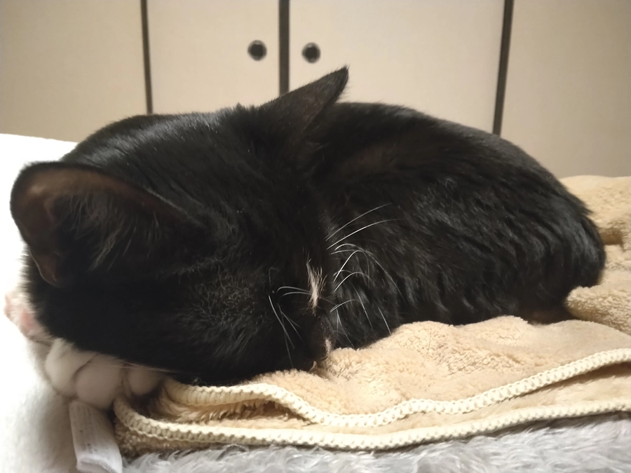 4/13はなちゃんの様子