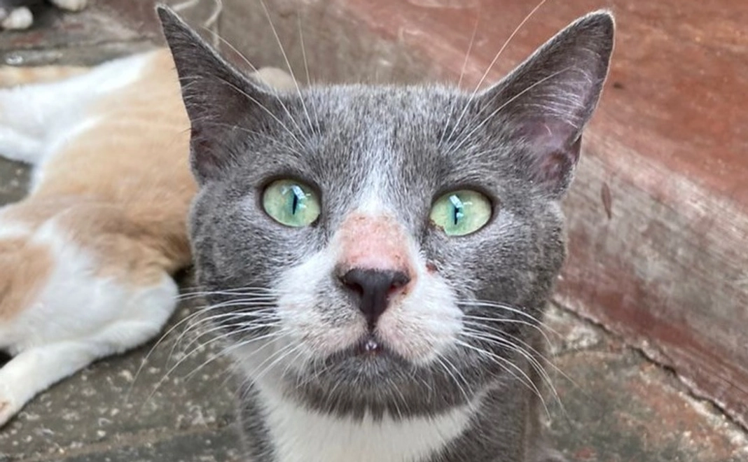 感謝のメール・報告とNFSの保護猫のクリアファイル