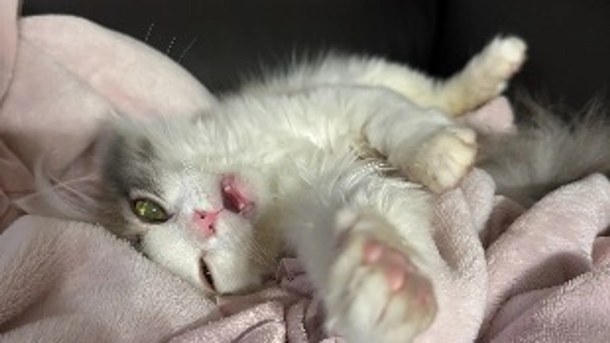 残り23時間、達成率71%。時間がありません🚨😿