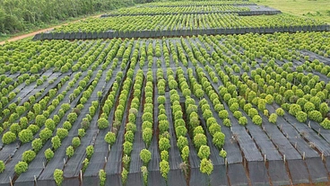 カンポット農園支援プロジェクト（胡椒が紡ぐ未来） のトップ画像