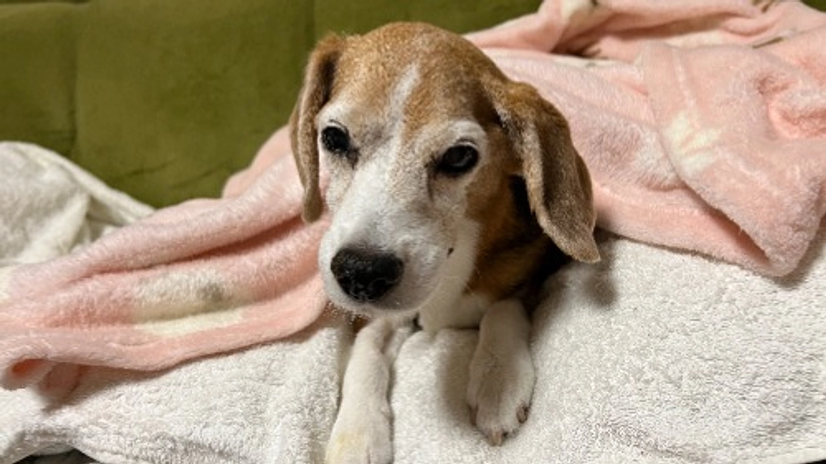 10/21 少しだけど自分から療法食を食べました！！