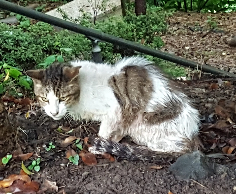 環境と保護猫活動