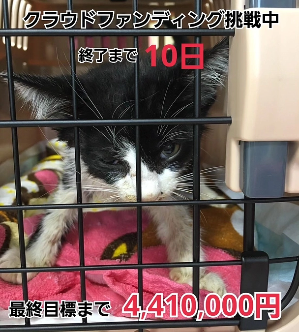 残り10日　私に一匹でも多くの子達を助けるお力を貸して下さい。