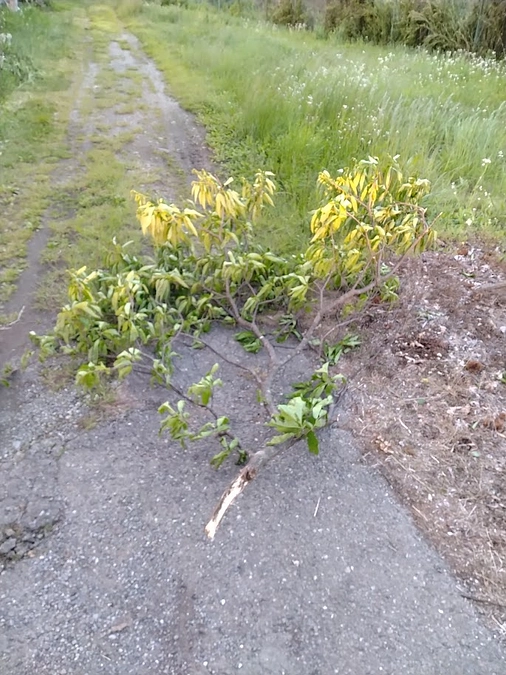 先日の強風です。