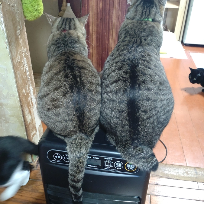 うずらちゃん💕と　ボブ君💕