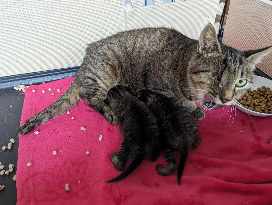 子猫が産まれました