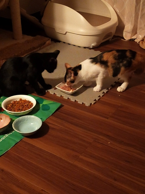 シェルターの猫達