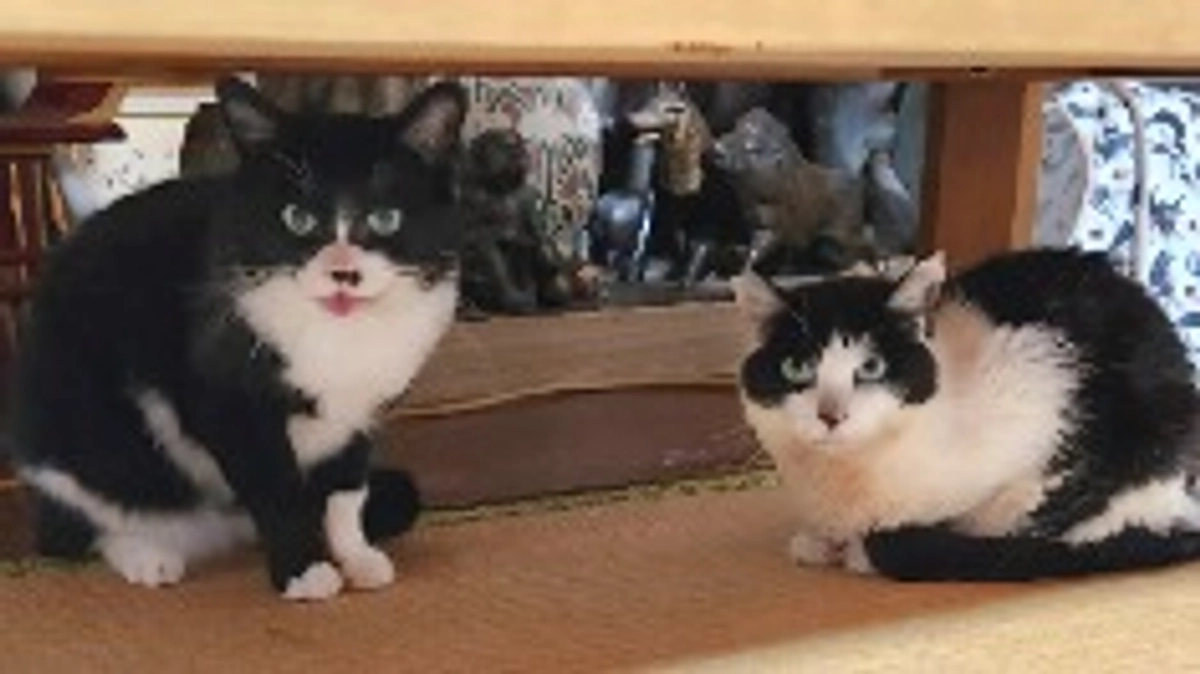 マリア通院の日🏥