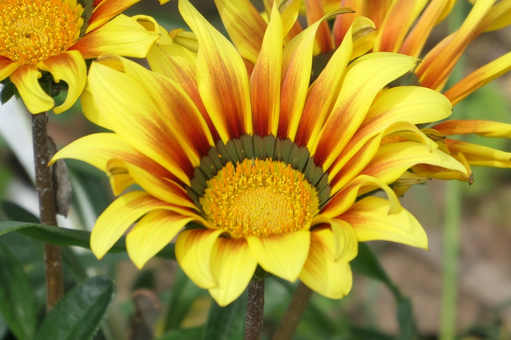 2年生も実習が始まりました