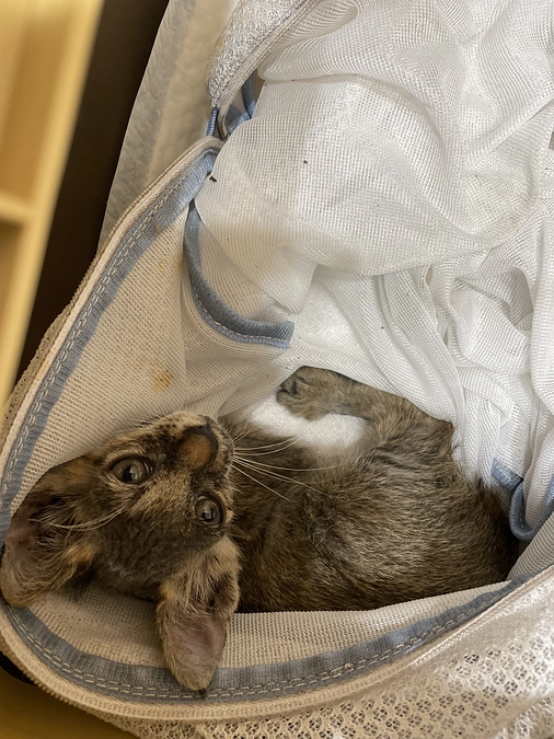 幸せを掴める猫さんはほんのひと握り🙏胸が痛い😭