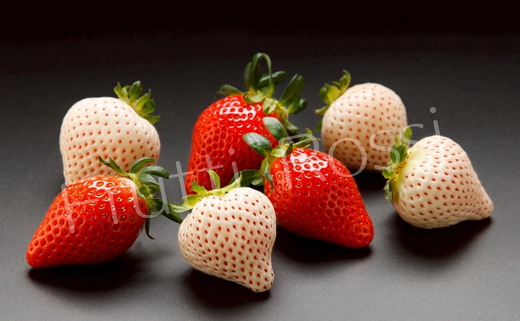 🍓やよいひめ全力応援コース🍓