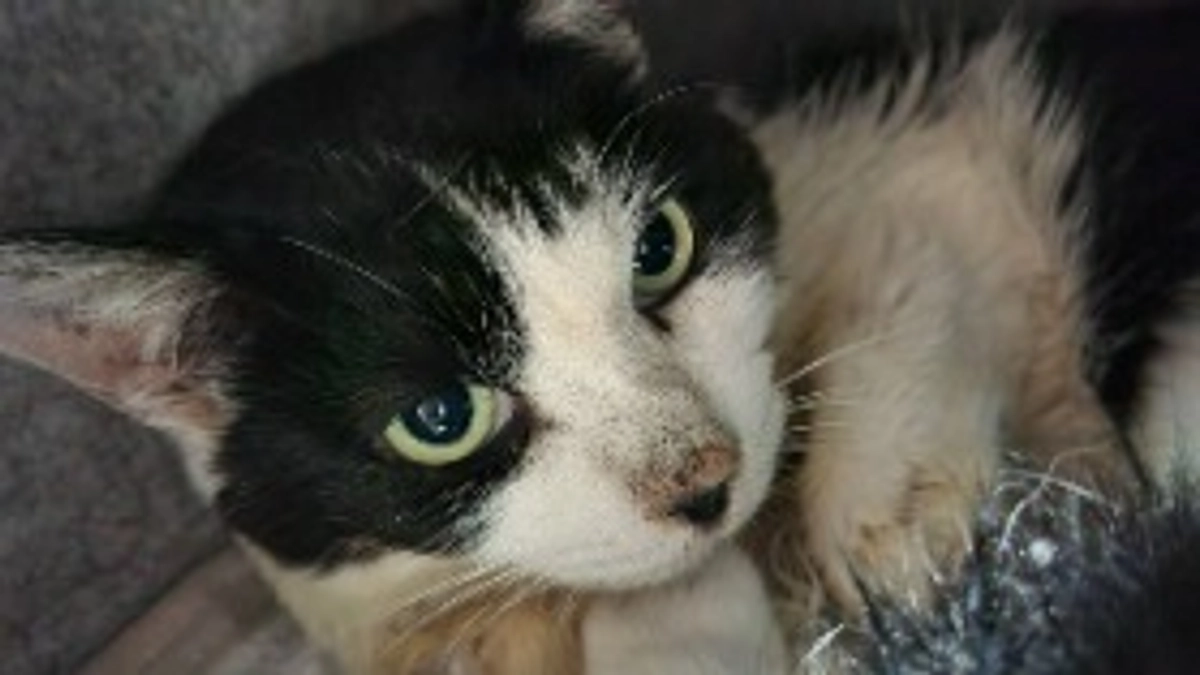 🆘️クラウドファンディング残り6️⃣日になりました🆘️