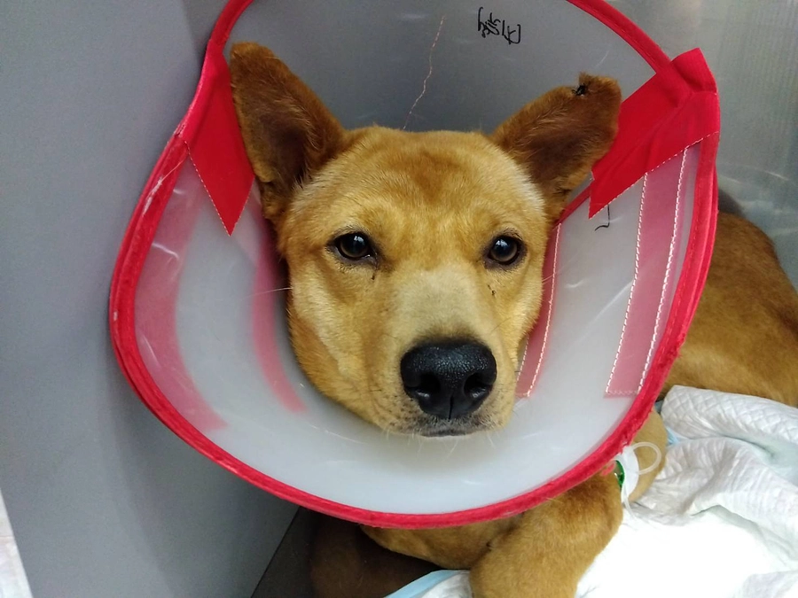 種っこ通信【Newsletter vol.80】近況ご報告♡