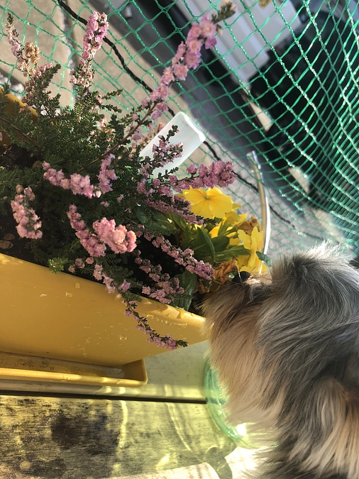 今日の豆太郎🐶