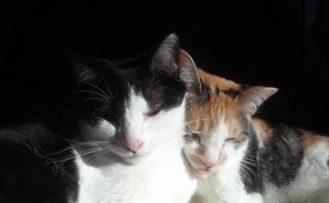 全額応援（リターン不要）1000円コース