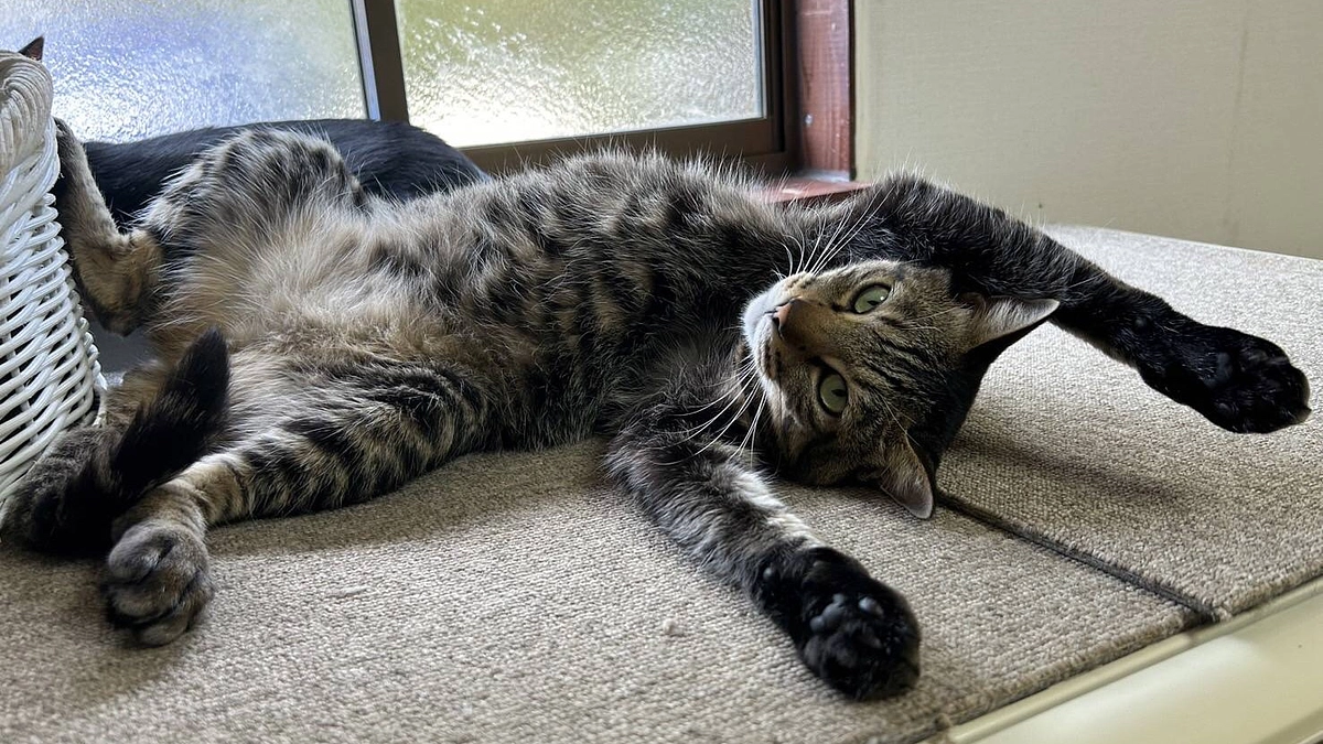 朋猫便り　①朋猫ハウス初の譲渡会