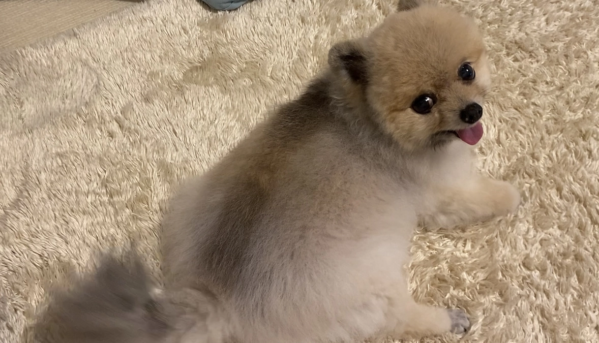 ラグと一体化してるツンツン