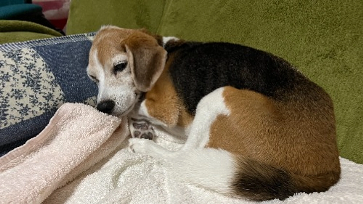 11/9 ちびっこは度重なる下痢から細菌感染しして膀胱炎or膣炎を併発しました。