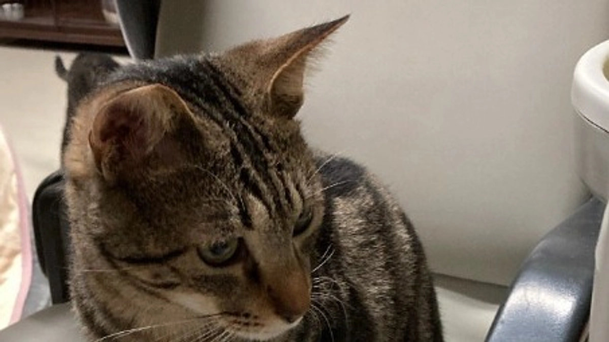 猫にゃんズ　いよいよ5月11日に仮住まいより引っ越しです