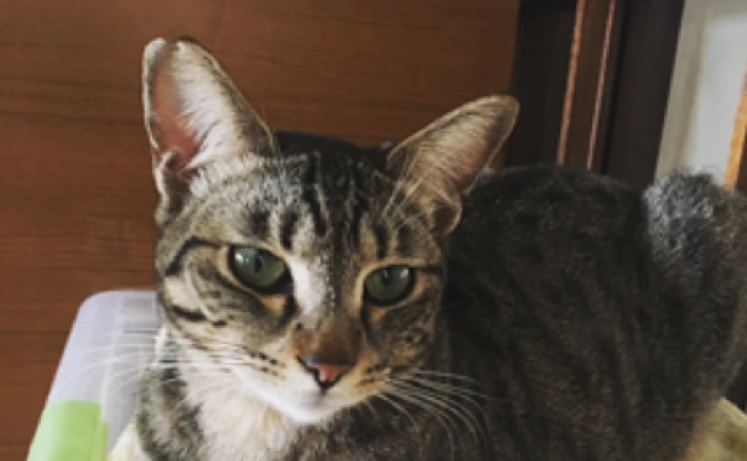 ＜5000円＞保護ねこを全力応援！