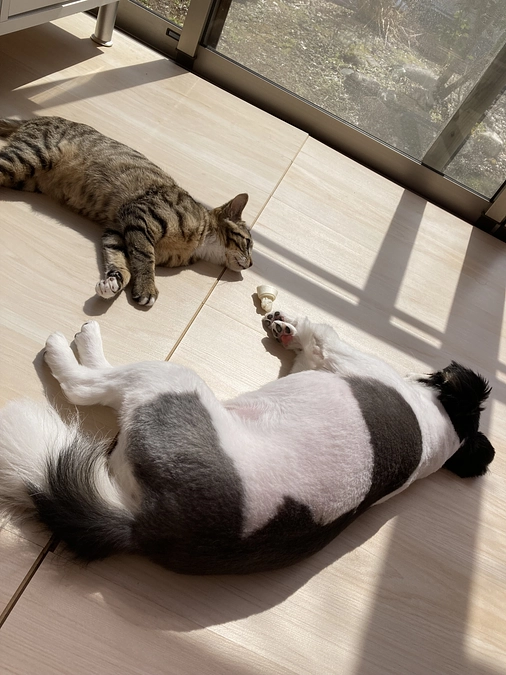 鮪君の免疫介在性溶血性貧血の治療経過のご報告