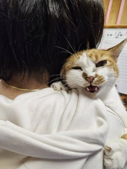 ラブ保護猫シェルターの風景　ボランティアさん大募集