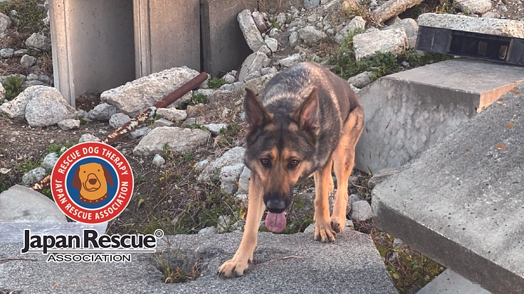 【犬とともに社会に貢献する】活動する犬たちのサポーター募集中！！