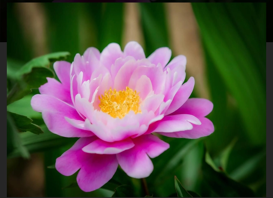 ありがとうございます！