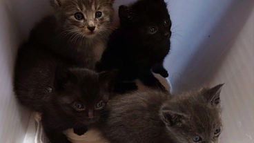 雨に打たれて弱っていた子猫を４匹保護しました。 のトップ画像