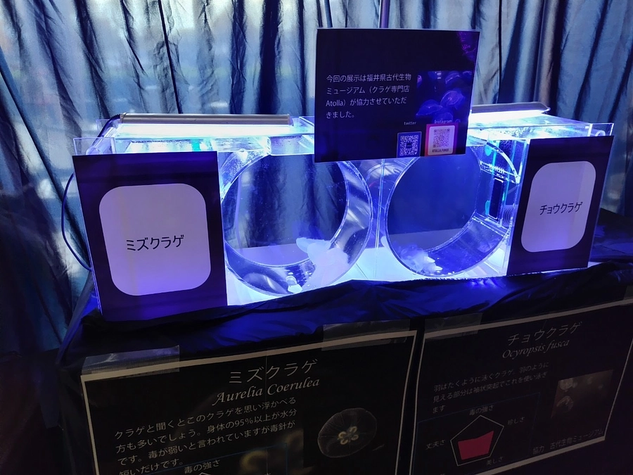 おかげさまで　「一日くらげ水族館」大盛況にて完了いたしました