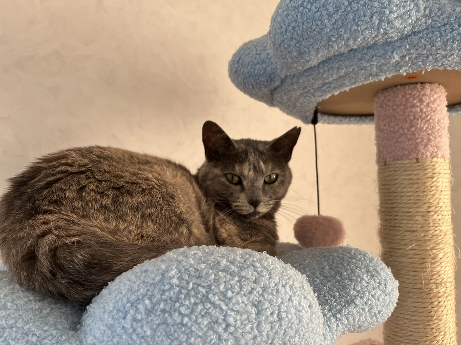 人間が言葉を持つ動物であること